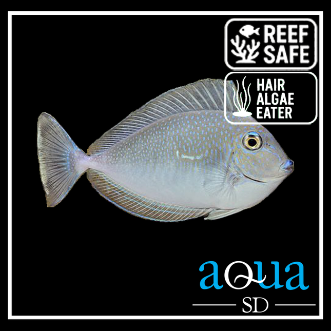 Vlamingii Tang (Naso vlamingii)