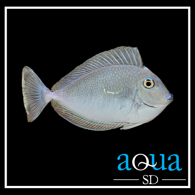 Vlamingii Tang (Naso vlamingii)