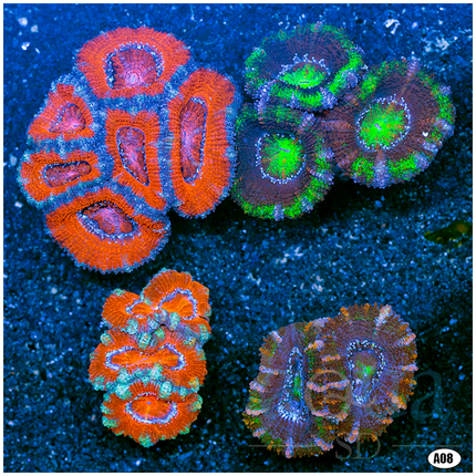 Multiples Available - Assorted Acan Lord 4 Pack
