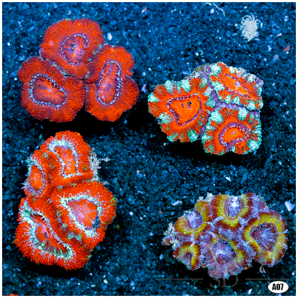 Multiples Available - Assorted Acan Lord 4 Pack