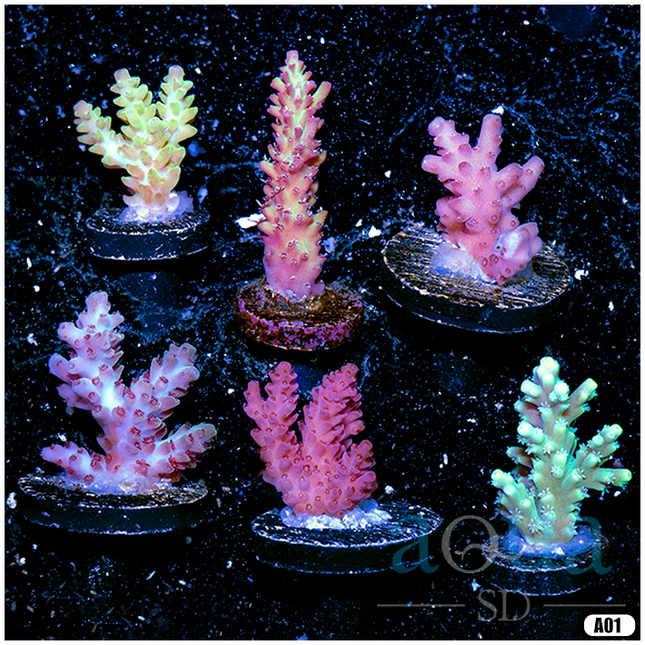 MULTIPLES AVAILABLE - ASSORTED Aussie Acro Frags 6 Pack