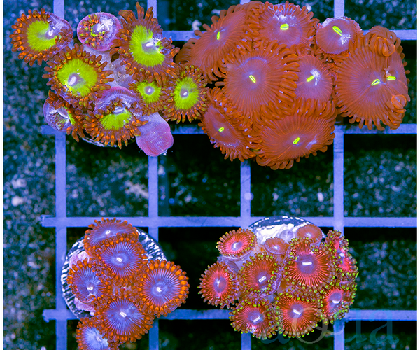 MULTIPLES AVAILABLE - ASSORTED Zoas and Palys 4 PACK – Aqua SD