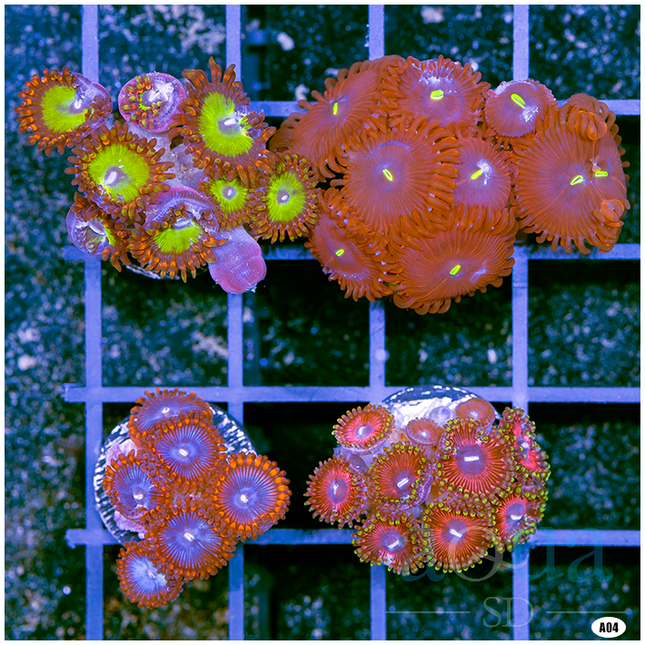 MULTIPLES AVAILABLE - ASSORTED Zoas and Palys 4 PACK
