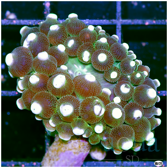 White Tips Bubble Anemone – Aqua SD