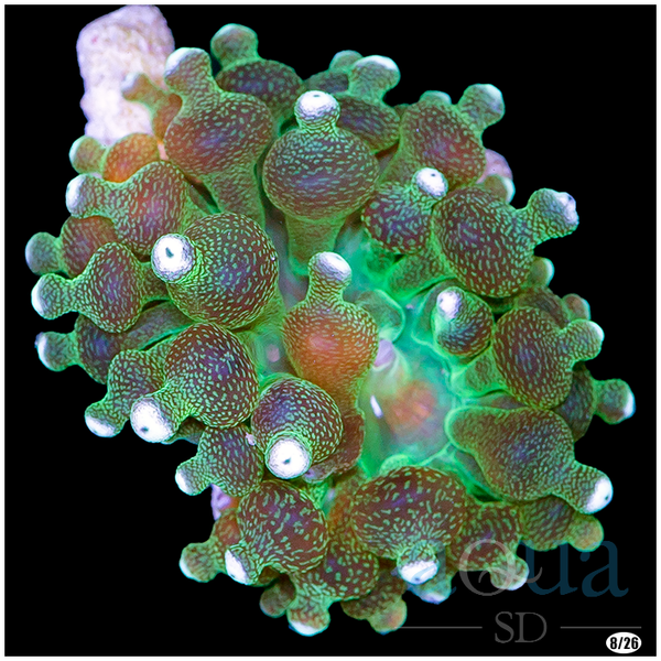 White Tips Bubble Tip Anemone – Aqua SD