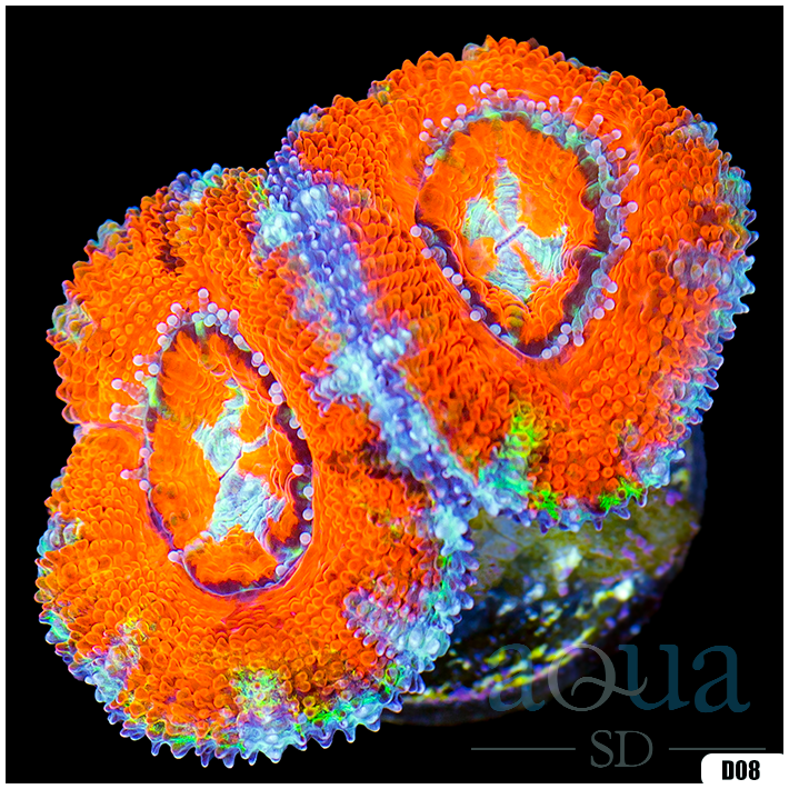 AquaSD | X Men Acan | Corals For Sale – Aqua SD