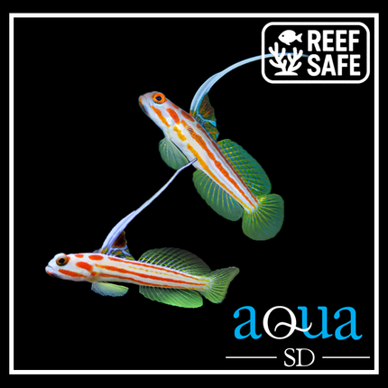 Yasa Hashe Goby - Stonogobiops sp.