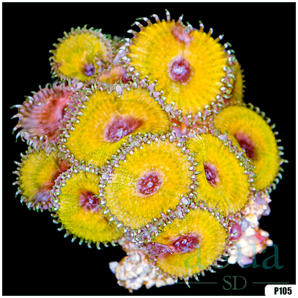 Yellow Destroyer Of Worlds Zoa - Multiples Available