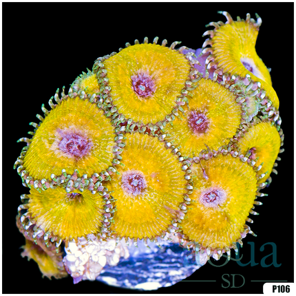 Yellow Destroyer Of Worlds Zoa - Multiples Available