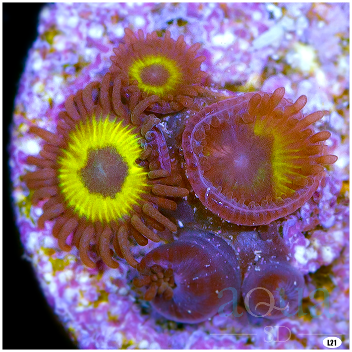 Yellow Submarine Zoas Aqua SD