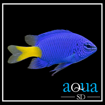 Yellowtail Blue Damsel - Chrysiptera sp