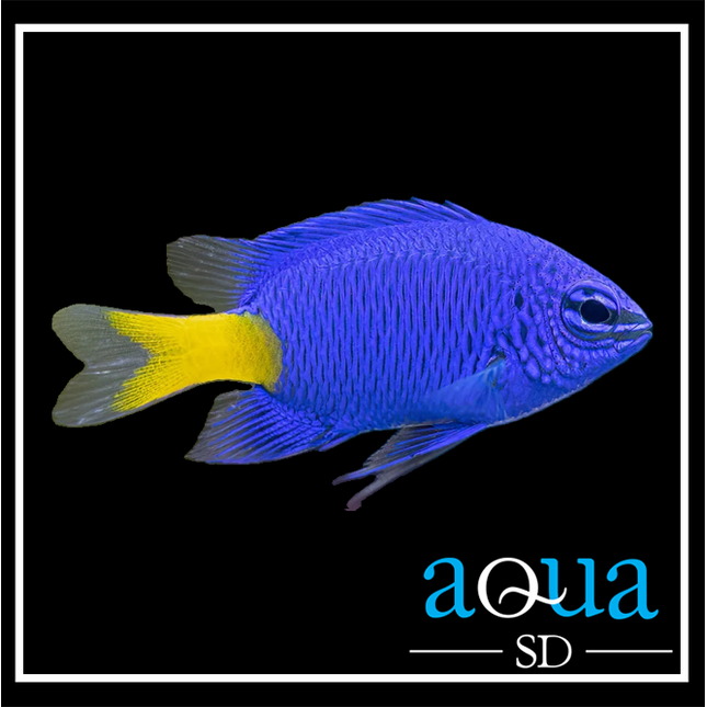 Yellowtail Blue Damsel