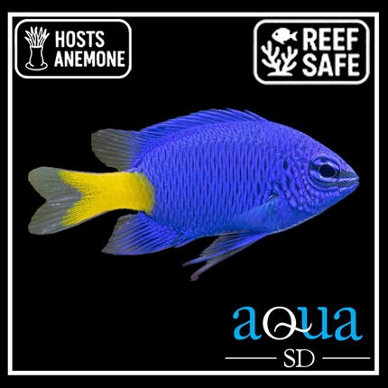 Yellowtail Blue Damsel - Chrysiptera sp