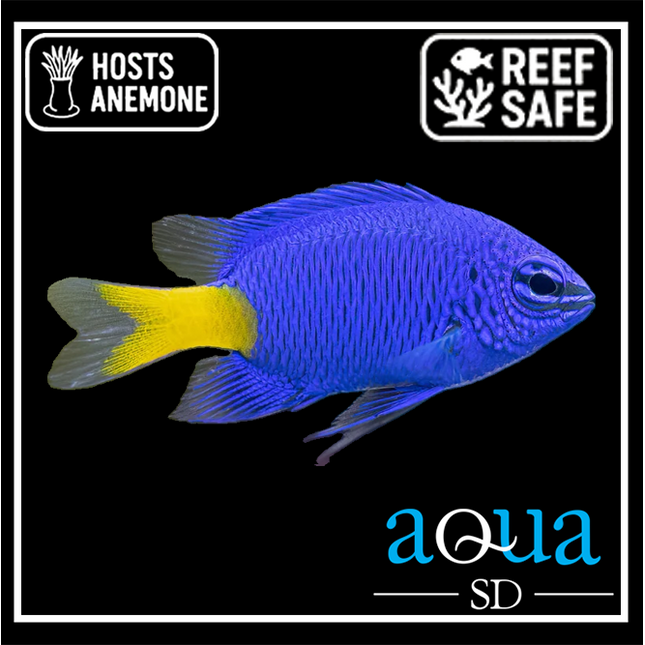 Yellowtail Blue Damsel - Chrysiptera sp