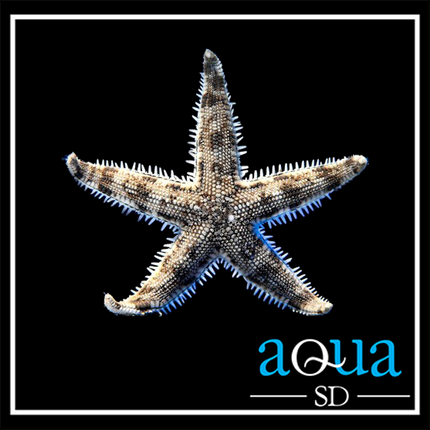 Sand Sifting Starfish (Astropecten Polyacanthus)