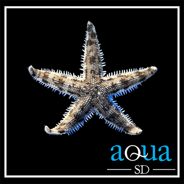 Sand Sifting Starfish (Astropecten Polyacanthus)