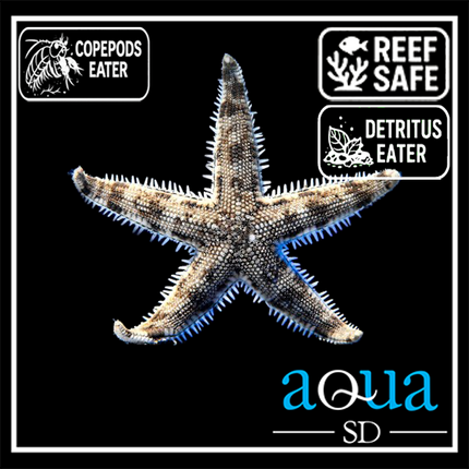 White Sand Star - Archaster typicus