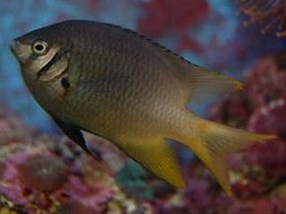 Black and Gold Damselfish