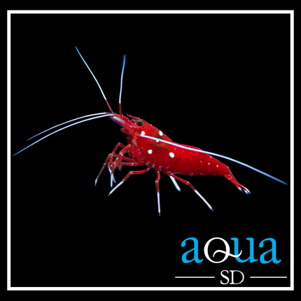 Fire Shrimp - Lysmatta debelius
