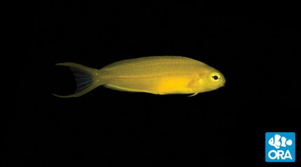 Canary Blenny - Meiacanthus oualanensis