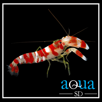 Candy Pistol Shrimp (Alpheus sp.)
