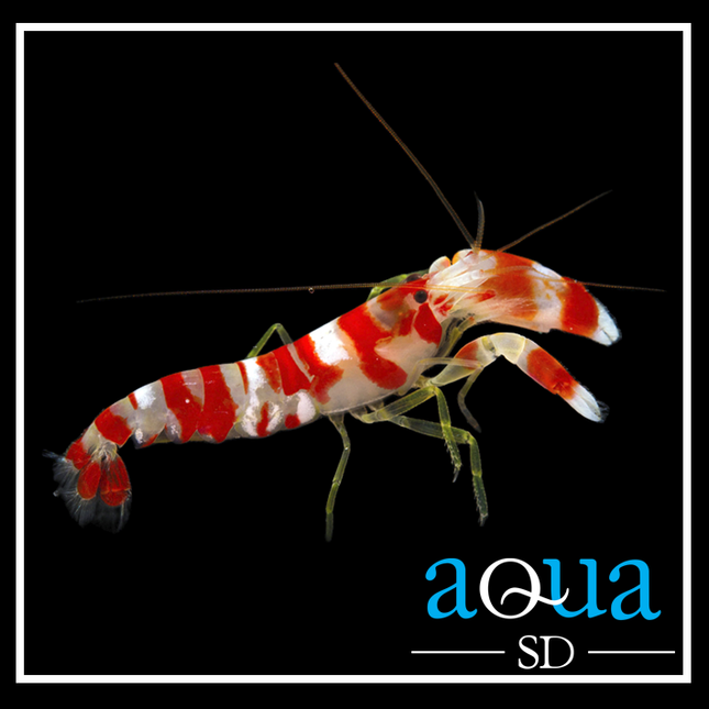 Candy Pistol Shrimp (Alpheus sp.)
