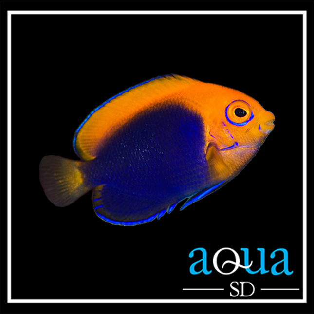 Flameback Angelfish - Centropyge acanthops