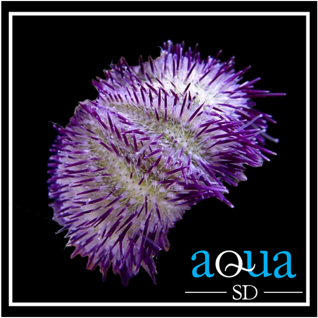 Purple Short Spine Pincushion Urchin