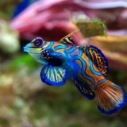 Green Mandarin Goby (Synchiropus splendidus)