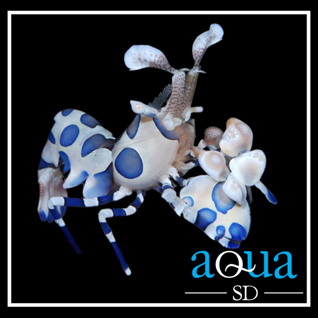 Harlequin Shrimp (Hymenocera elegans)