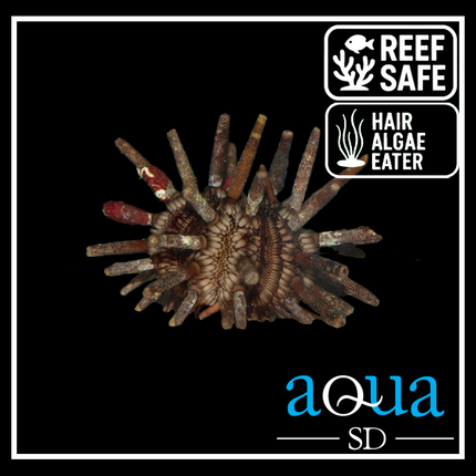 Pencil Urchin; Atl. - Eucidaris tribuloides