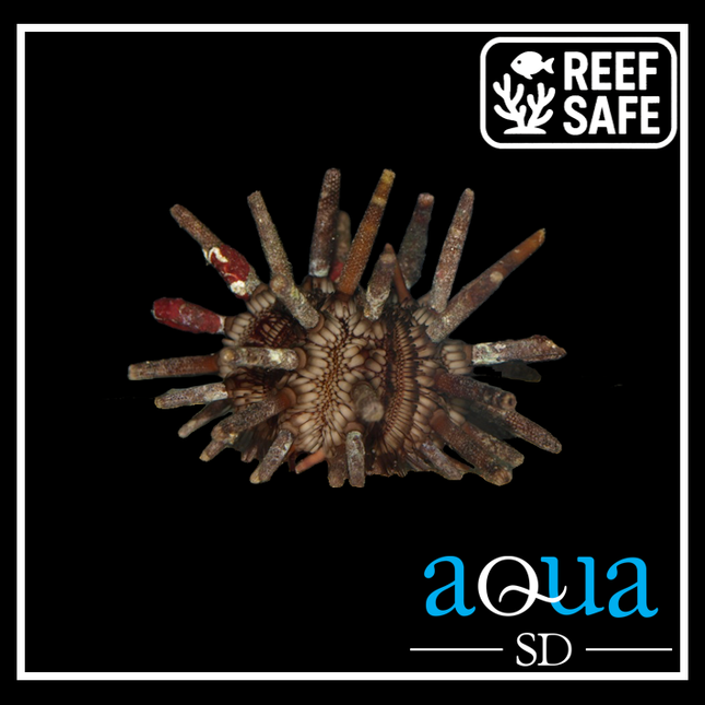 Pencil Urchin; Atl. - Eucidaris tribuloides