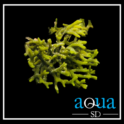 Green Codium Macroalgae (Golf Ball Size)