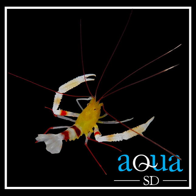 Gold Coral Banded Shrimp (Stenopus cyanoscelis)