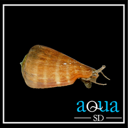 Tiger Sand Snail - Conomurex luhuanua