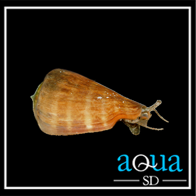 Tiger Sand Snail - Conomurex luhuanua