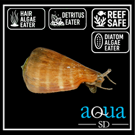 Tiger Sand Snail - Conomurex luhuanua