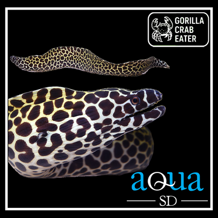 Tessalata Eel - Gymnothorax favagineus