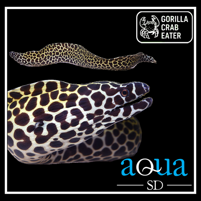 Tessalata Eel - Gymnothorax favagineus