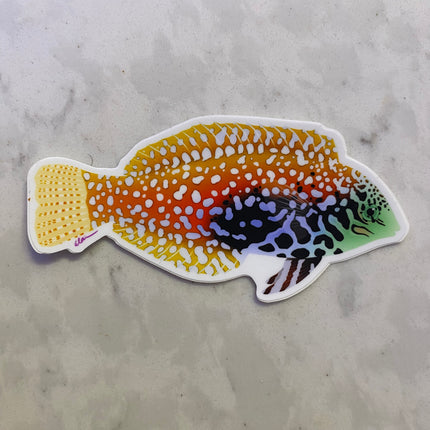 Leopard Wrasse