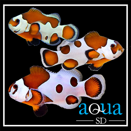 Orange Storm - Amphiprion ocellaris