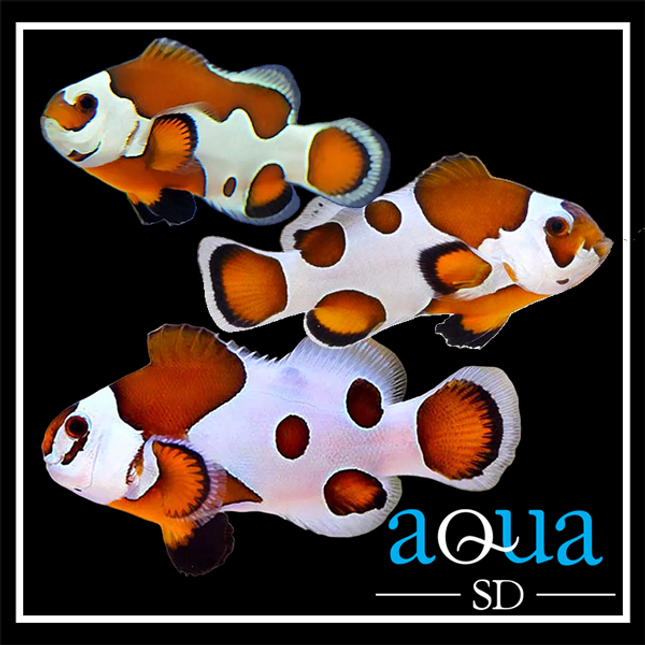 Orange Storm - Amphiprion ocellaris