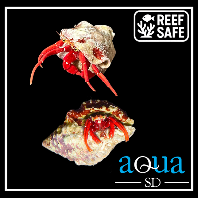 Scarlet Red Leg Hermit Crab