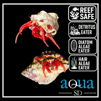 Scarlet Red Leg Hermit Crab