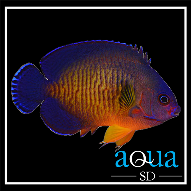 Coral Beauty Angelfish (Centropyge bispinosa)