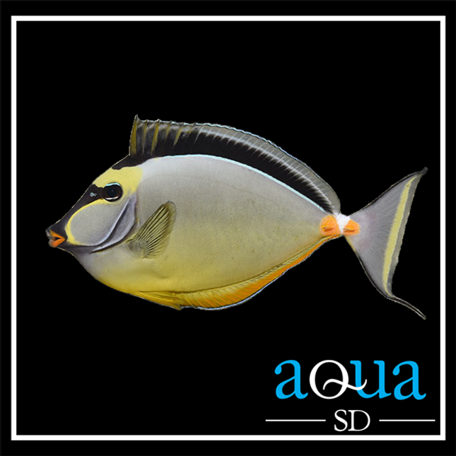 Naso Tang (Naso lituratus)