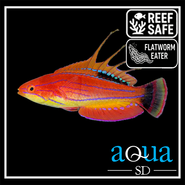 Carpenter Flasher Wrasse