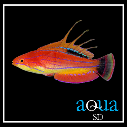 Carpenter Flasher Wrasse