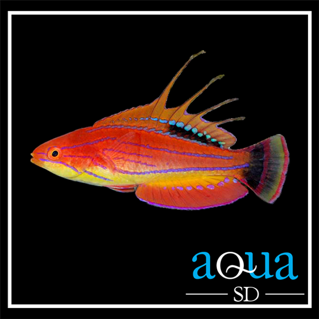 Carpenter Flasher Wrasse