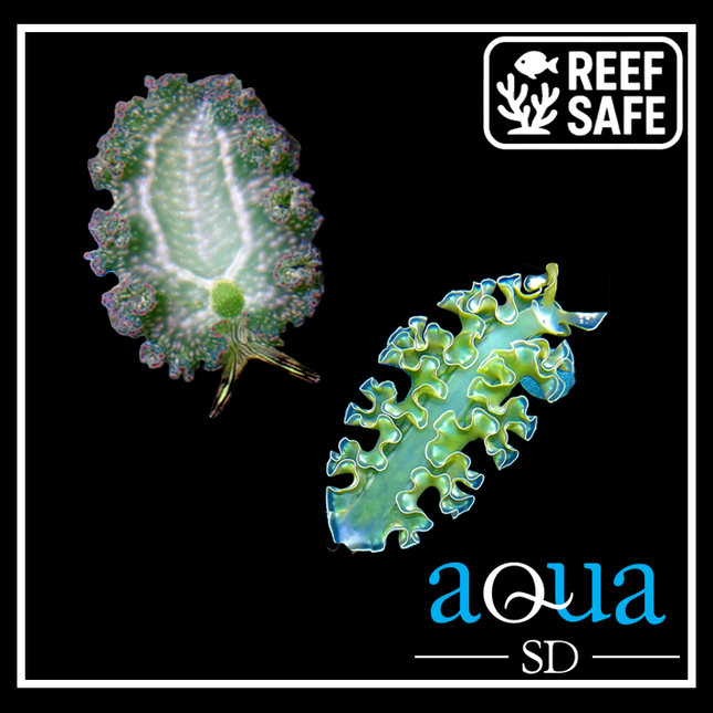 Green Frilly (Lettuce) Slug; Atl. - Tridachia crispata